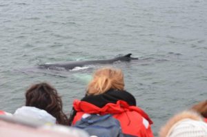 whale watching akureyri