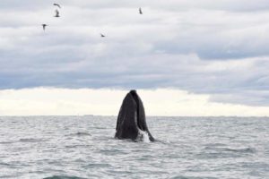 akureyri whale watching