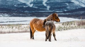 icelandic horses