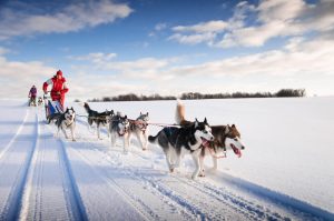 Dog sledding iceland