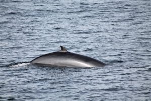 Whale watching tour iceland