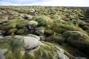 Lava field